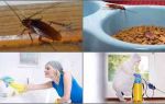 Куда обращаться, если лезут тараканы от соседей?