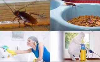 Куда обращаться, если лезут тараканы от соседей?