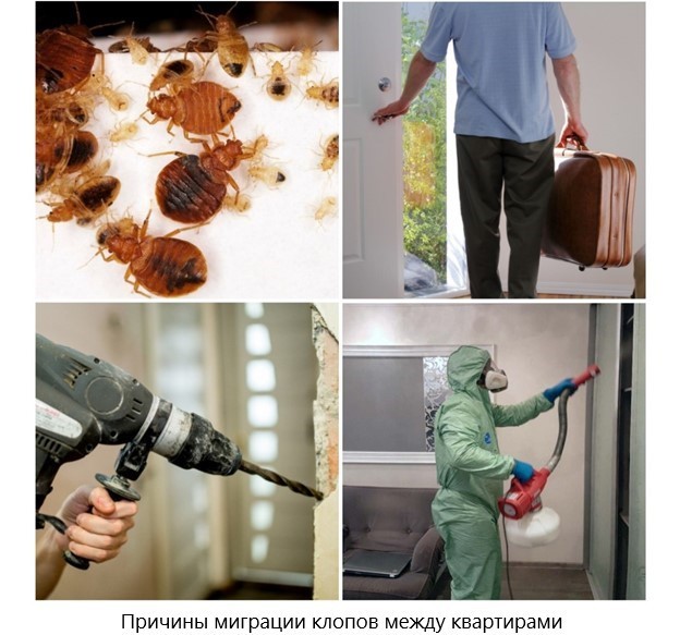 Что делать, если у соседей клопы: куда жаловаться, как защитить свою квартиру