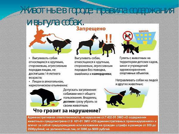 Закон о выгуле собак в России 2022: основные положения, комментарии юриста