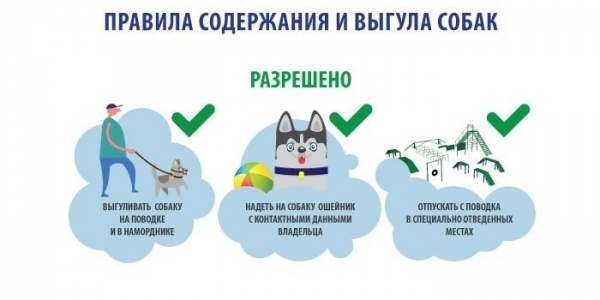 Закон о выгуле собак в России 2022: основные положения, комментарии юриста