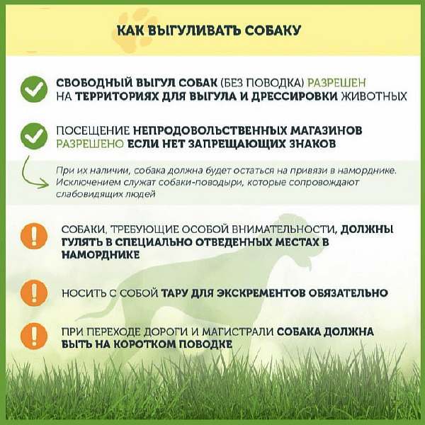 Закон о выгуле собак в России 2022: основные положения, комментарии юриста