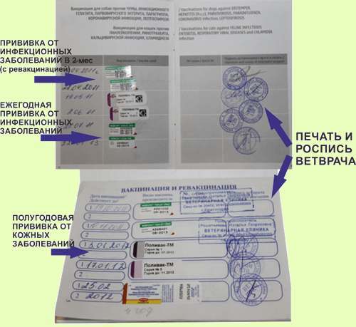 Закон о выгуле собак в России 2022: основные положения, комментарии юриста