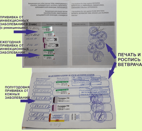 Площадка для выгула собак: основные нормы и правила, как организовать