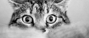 Соседский кот метит мою входную дверь: что делать, как отвадить