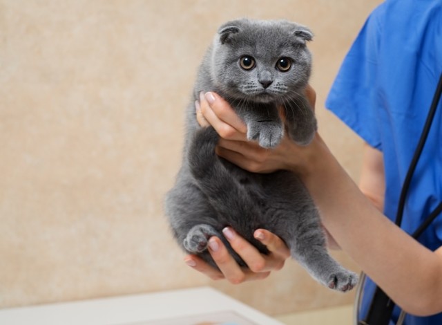 Соседский кот метит мою входную дверь: что делать, как отвадить