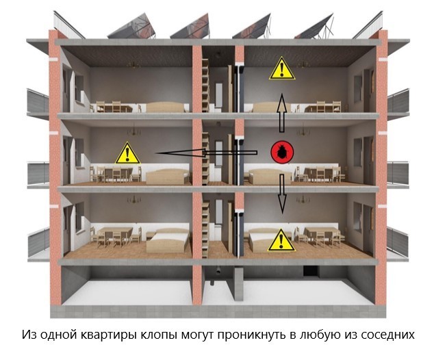 Что делать, если у соседей клопы: куда жаловаться, как защитить свою квартиру